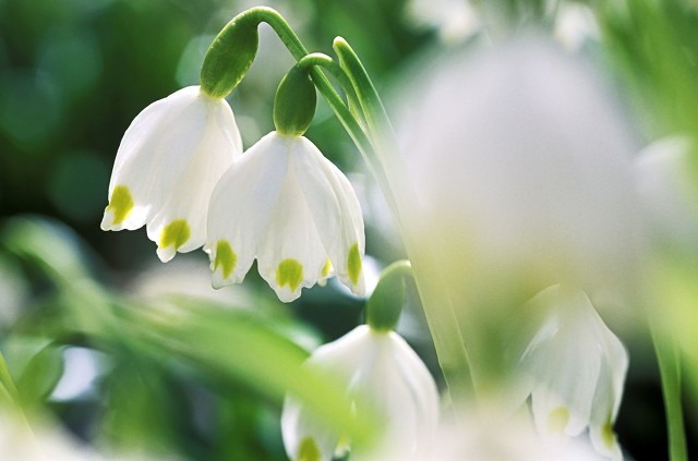 初一句子文案翻译题