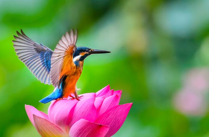 带鸟字的诗句文案