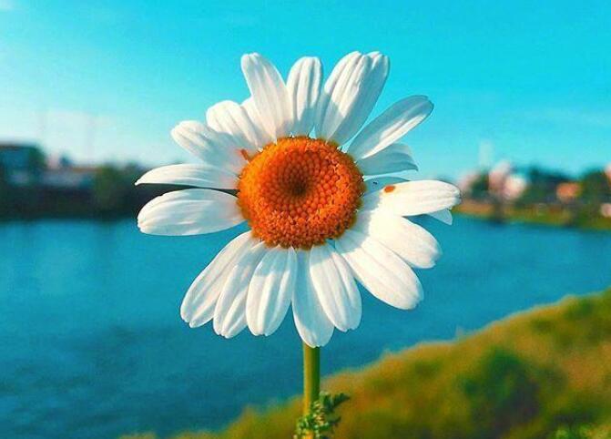 文艺唯美句子文案青春