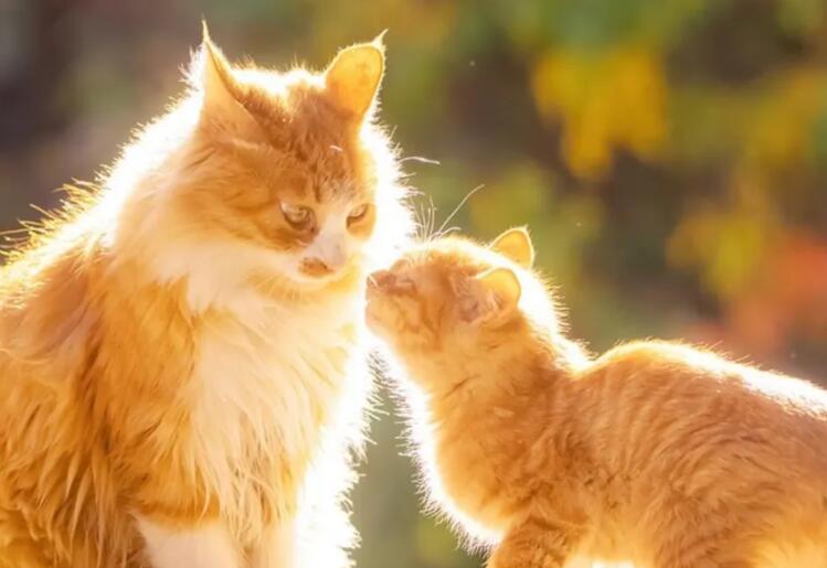 未来越来越好的美句