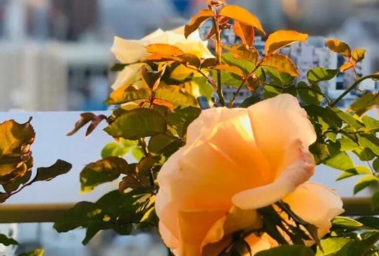 关于玫瑰花的爱情句子文案