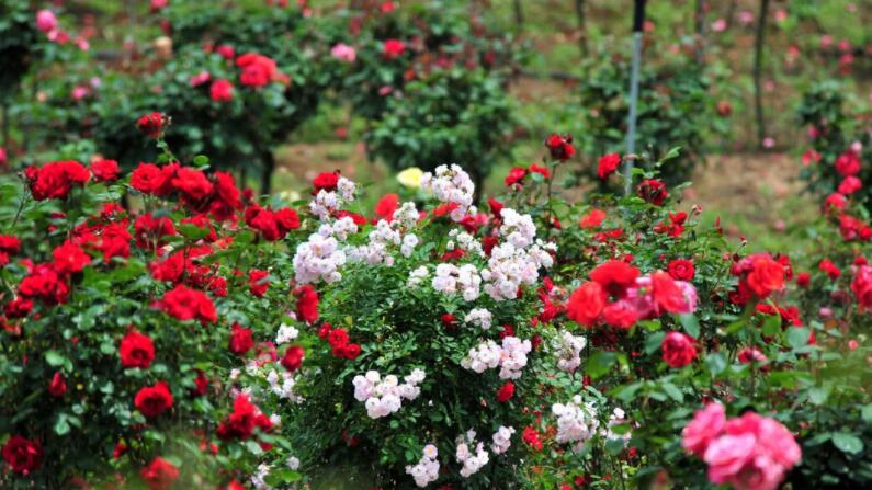 描写植物的摘抄段落