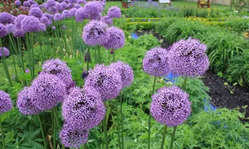 描述自己的花园的说说文案