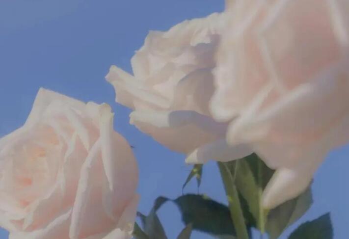 形容鲜花的浪漫的句子文案