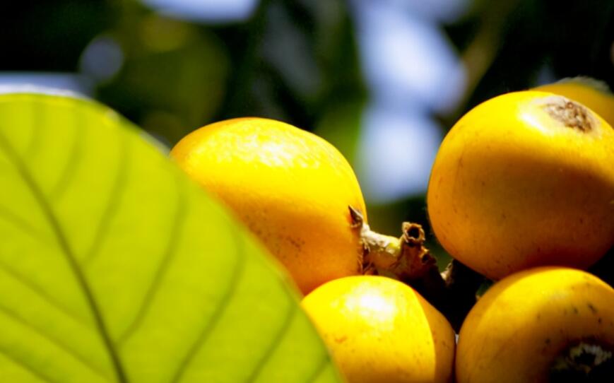 描写枇杷的好词好句文案好段