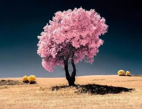 心灵鸡汤伤感经典语录文案简短