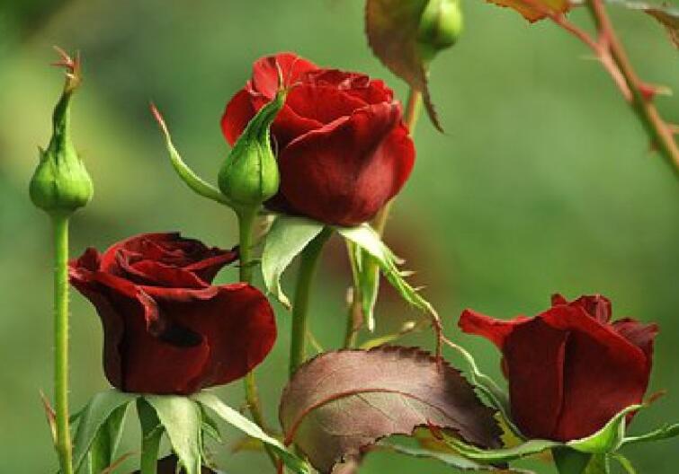 正能量阳光语录文案致女人