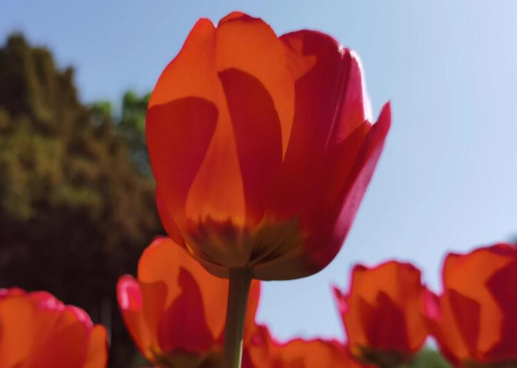 形容郁金香花海的句子文案