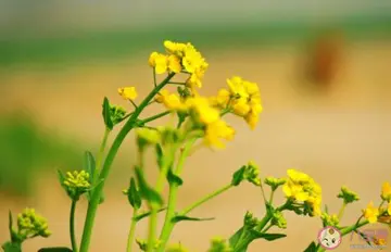 油菜花说说文案10个字