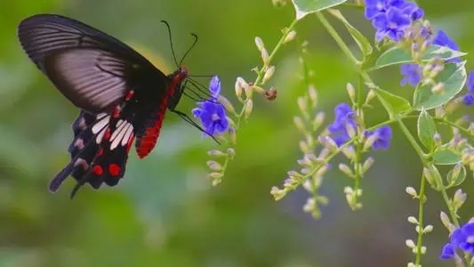 关于夏至的古诗有哪些