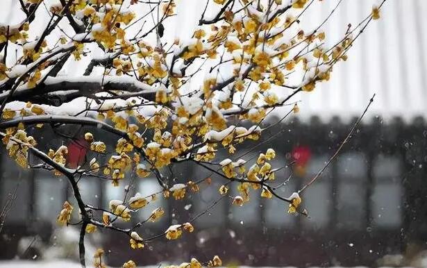 描写梅花的文案