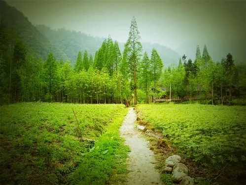 乡间小路的唯美句子文案