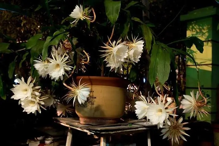 昙花一现的经典句子文案