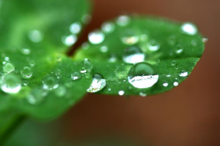 春季雨天的祝福语