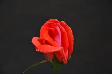 静下心来的优美句子文案