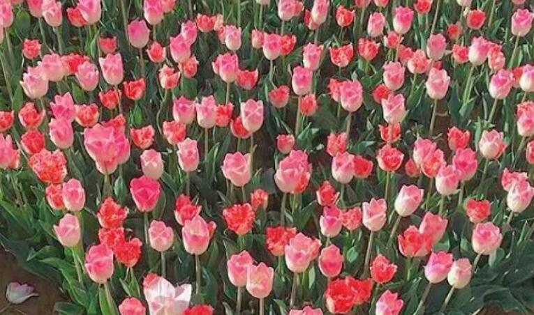 我想对爸爸妈妈说的话