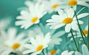 描述选择困惑句子文案