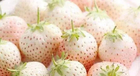 关于草莓的搞笑短语