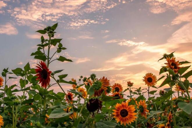 乐观心态的短句