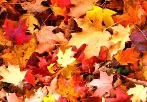 形容秋风的唯美句子文案