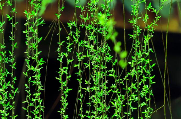 远离世俗的淡雅的诗句文案