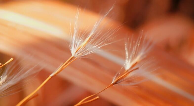 喜欢一样东西的唯美句子文案