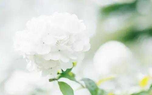 精彩开头结尾摘抄大全