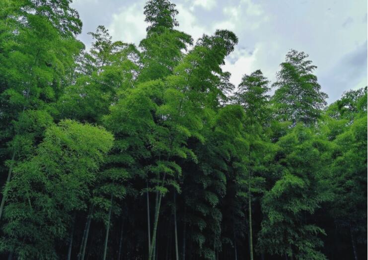 描写竹林意境的诗句文案