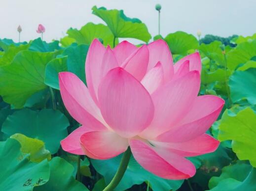 描写六月季节景色的句子文案