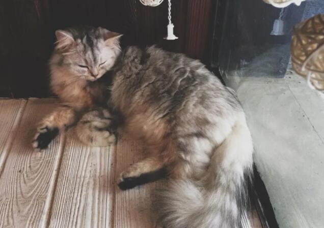 给感情最后一次的说说文案