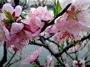 花绽放的优美句子文案