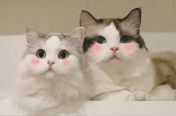 沙雕又可爱的朋友圈文案