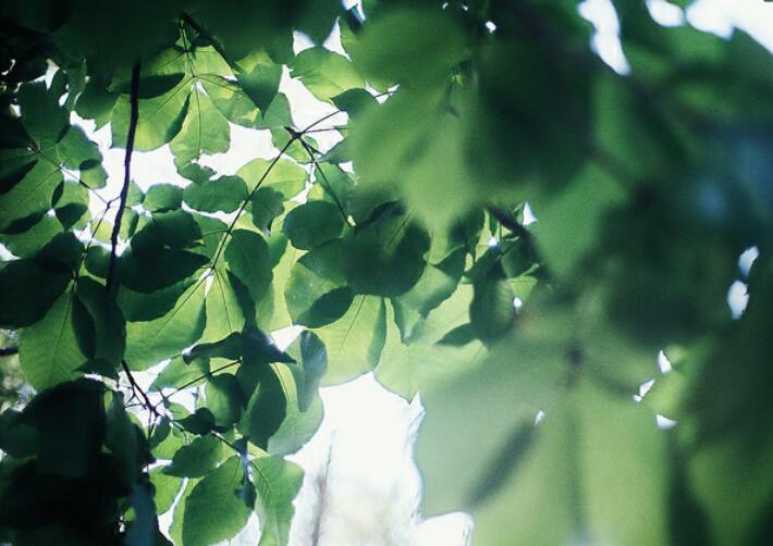 夏天的句子文案