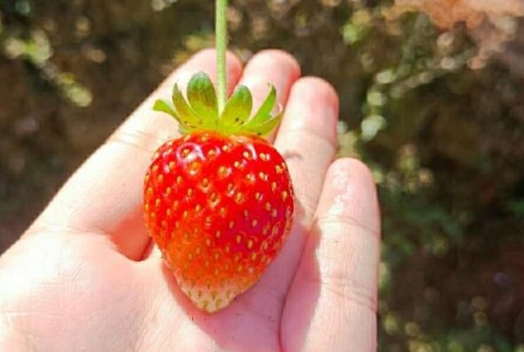 周末采摘草莓心情短语