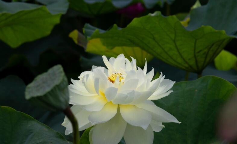 描写植物的摘抄段落