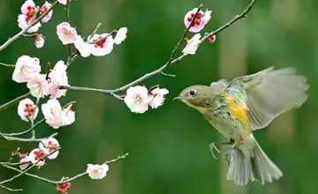 阳春三月生日祝福语