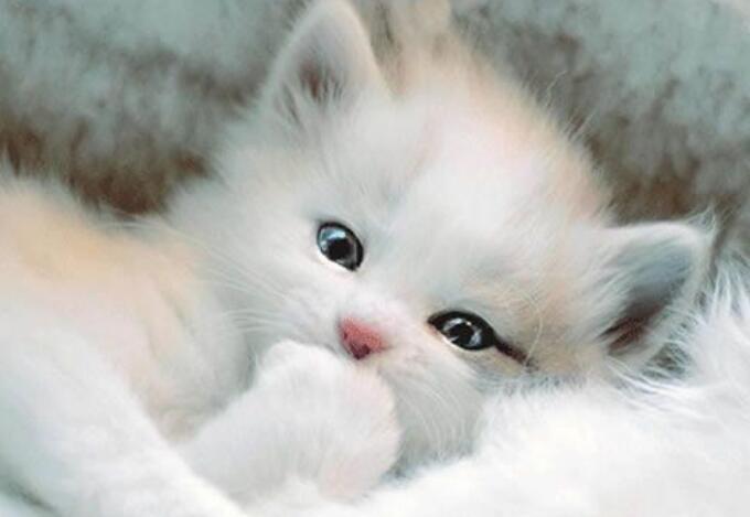 我是猫哲理的句子文案