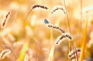 写秋天的句子文案短句