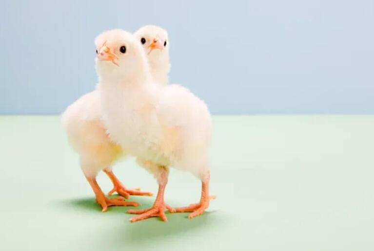 描写动物外形的短句