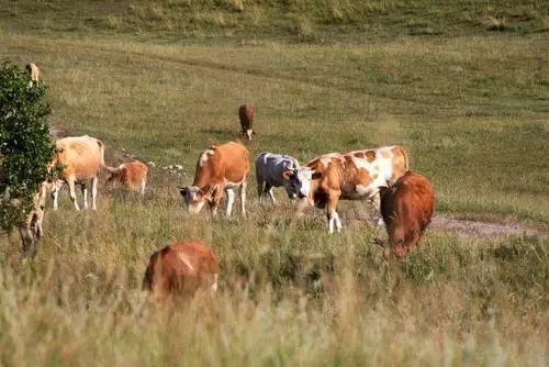 拍到牛发朋友圈