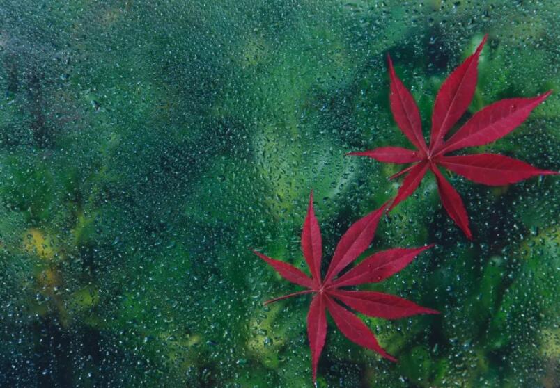 关于寒露的诗歌有哪些