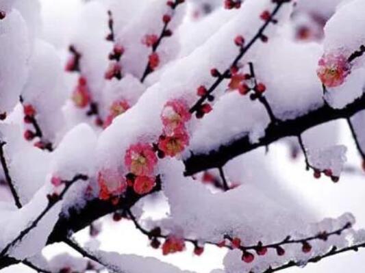 描写冬天下雪的景色的句子文案