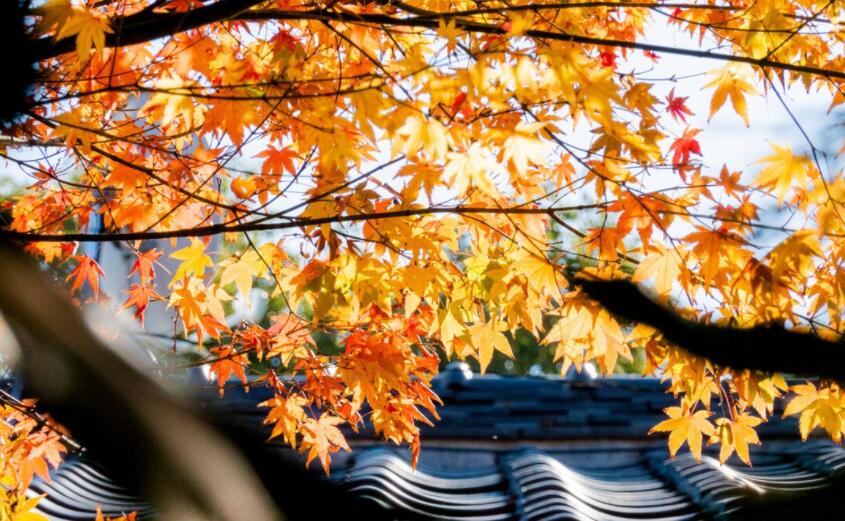 描写立秋诗句文案诗词