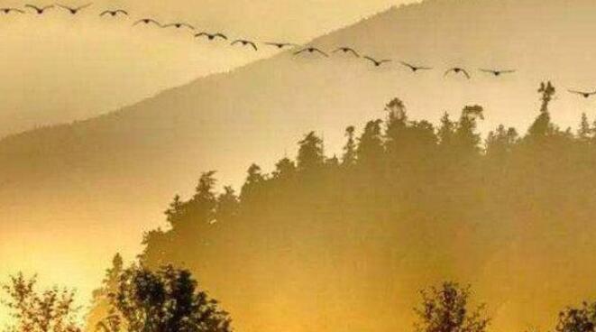 赞美杰出人物的诗句文案