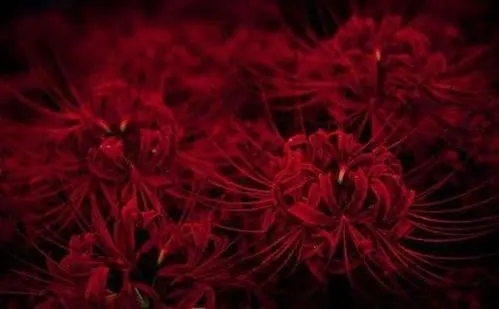 彼岸花古风句子文案虐心短句