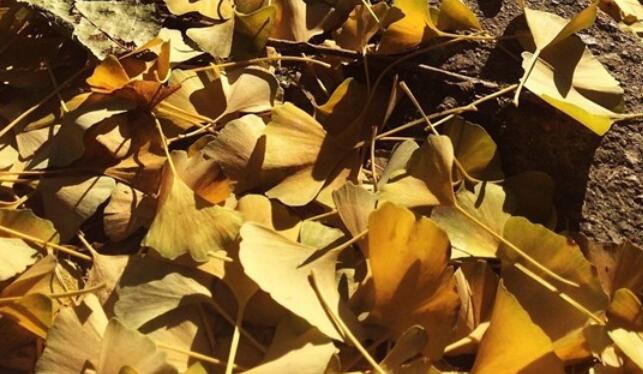 卑微到极致的短句