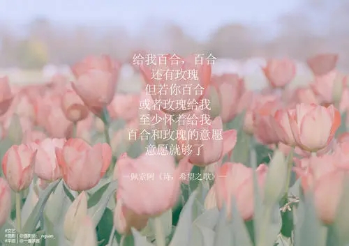 世间温柔美好的句子文案