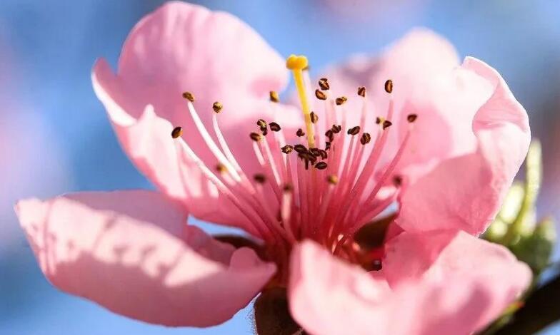 描写春天桃花的优美句子文案