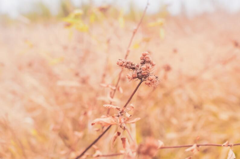 喜欢一样东西的唯美句子文案