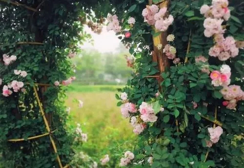 姐妹们一起看花发朋友圈